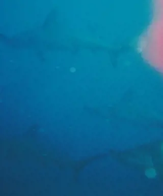 Tauchplatz "El Bajo Seamount"